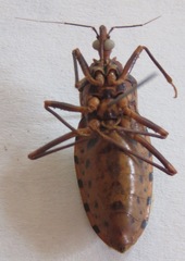 Panstrongylus geniculatus