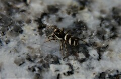 Salticus scenicus