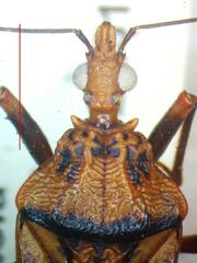 Panstrongylus geniculatus