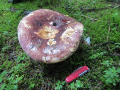 Russula alutacea