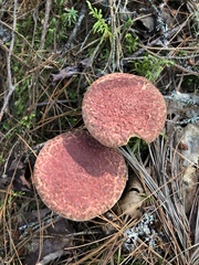 Suillus spraguei