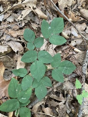 Hylodesmum