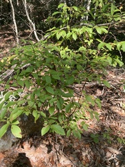 Vaccinium corymbosum