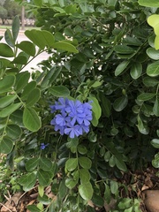 Dermatophyllum secundiflorum