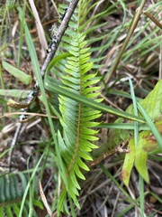 Polystichum munitum