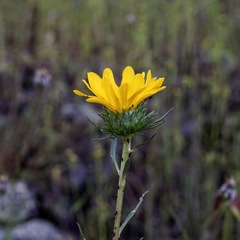 Grindelia arizonica