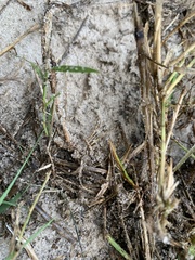Achurum carinatum