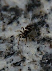 Salticus scenicus