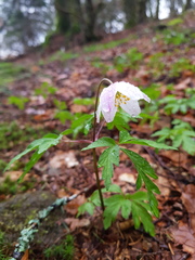 Anemonoides nemorosa