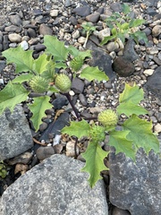 Datura stramonium