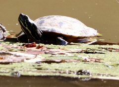 Pseudemys