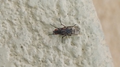 Anthomyia punctipennis