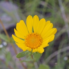 Grindelia arizonica