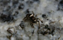 Salticus scenicus
