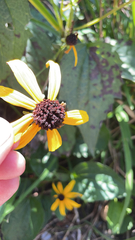 Rudbeckia