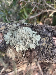 Flavopunctelia flaventior