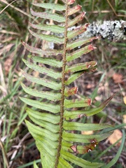 Polystichum munitum
