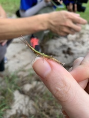 Achurum carinatum