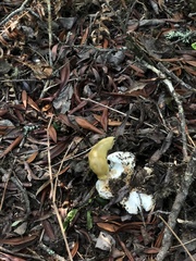Russula cremoricolor