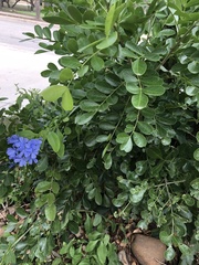 Dermatophyllum secundiflorum