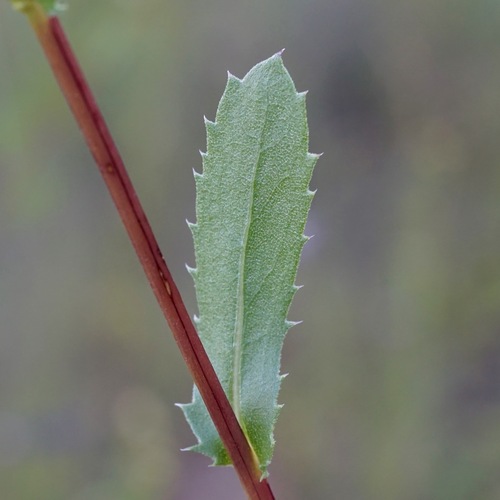 Image of Arizona gumweed by (c) Andrew Tree, some rights reserved (CC BY)