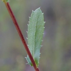 Grindelia arizonica