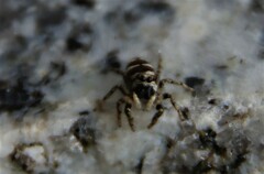 Salticus scenicus