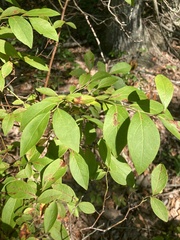 Vaccinium corymbosum