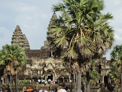 Borassus flabellifer