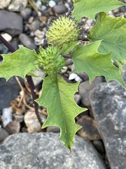 Datura stramonium