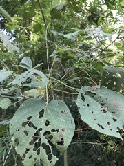 Abutilon densiflorum
