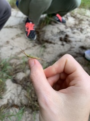 Achurum carinatum