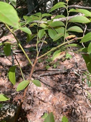 Vaccinium corymbosum