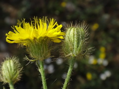 Crepis setosa