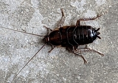 Parcoblatta pennsylvanica