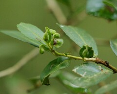 Gyropsylla ilecis