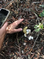 Russula cremoricolor