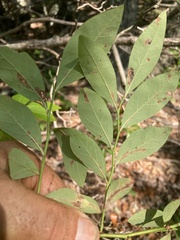 Vaccinium corymbosum