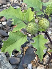 Datura stramonium