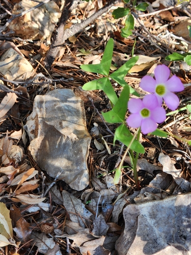 Drummond's woodsorrel (Oxalis drummondii)