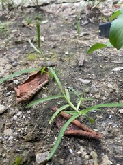 Eleusine indica