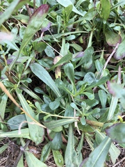 Solidago spathulata