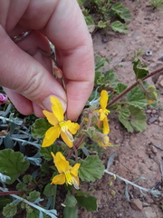 Cyanella lutea