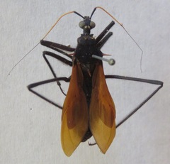 Reduviinae