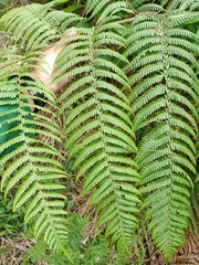 Sphaeropteris