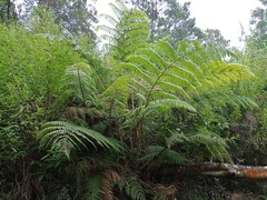 Sphaeropteris