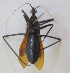 Reduviinae