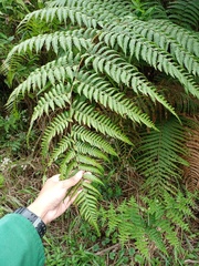Sphaeropteris