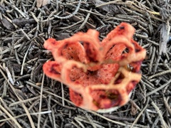 Clathrus ruber