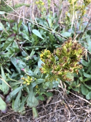 Solidago spathulata